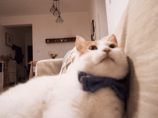 壁纸动物猫猫咪小猫桌面700_525gif动态图动图