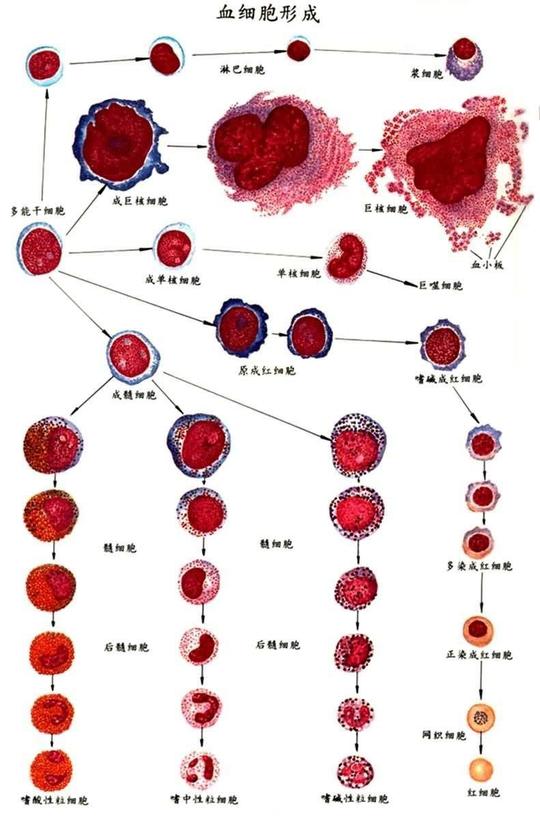 血细胞红蓝铅笔图