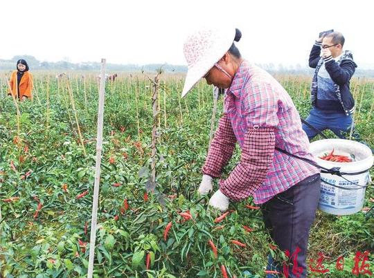 寿江村村民正在基地采摘辣椒,一天工作8小时收入约100元.