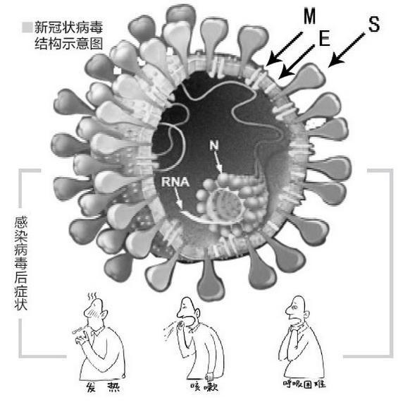 新型冠状病毒的传播途径及症状是什么
