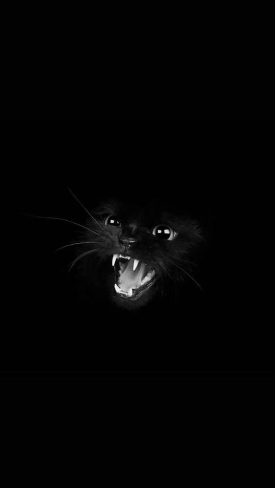 抖音爆火黑猫,路灯,斑布猫壁纸大全