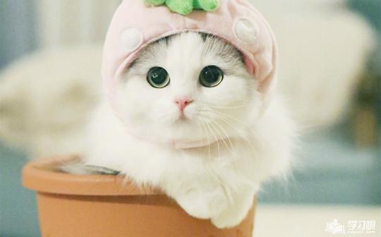 猫猫励志的壁纸可爱的壁纸-爱学习