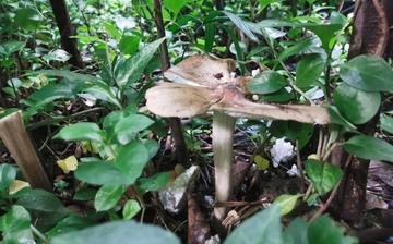 重庆哪个区能捡到农产品