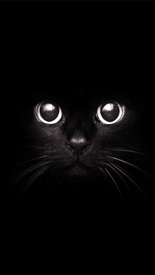 抖音黑猫眨眼壁纸