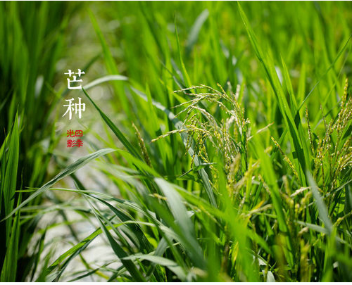 芒种节气怎么养生