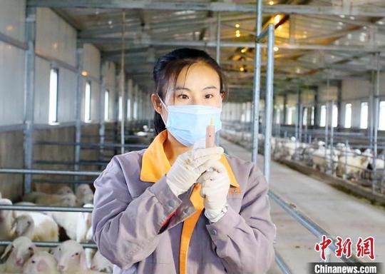 甘肃环县大学生的“羊谋”:科技饲喂直播解惑