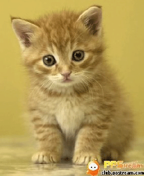 小猫咪表情包动态
