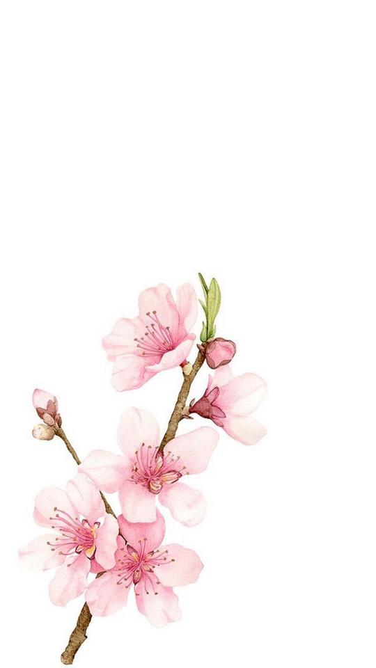 古风素材-花瓣网|陪你做生活的设计师|竹子