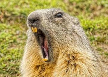 尖叫土拨鼠表情包抽搐gif动图