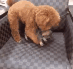 泰迪小色狗搞笑可爱萌萌哒gif