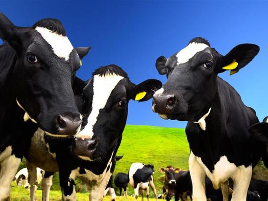 哈尔滨双卧7日游>飞鹤乳业观光牧场,迎宾酒,猛犸象公园,扎赉诺尔博物