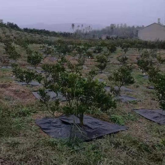 单片防草布果树农用黑色园艺地y膜pe盖草布果园农业遮草耐用除草
