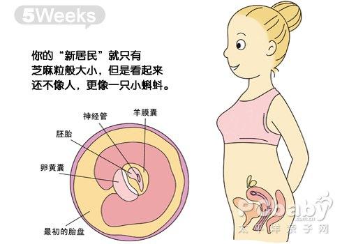 胎儿停止发育会出现什么症状