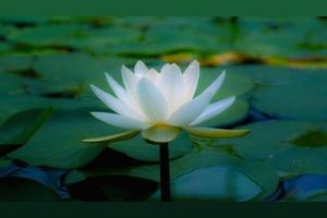 白莲花和绿茶裱的区别 绿茶婊白莲花哪个厉害 茶百科