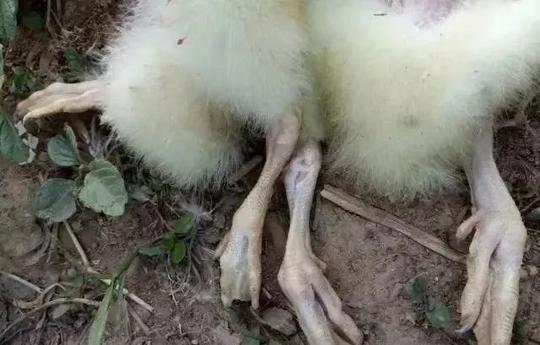 为什么您养鹅不赚钱?原因在这里,雏鹅得了痛风有办法.