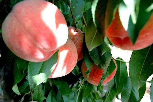 蜜桃之都蒙阴:让更多优质农产品走上品牌化销售路