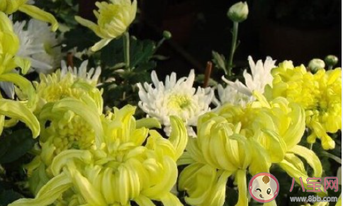说重阳节快乐的祝福语