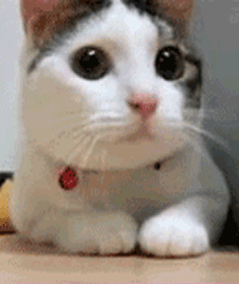 壁纸动物猫猫咪小猫桌面338_400gif动态图动图