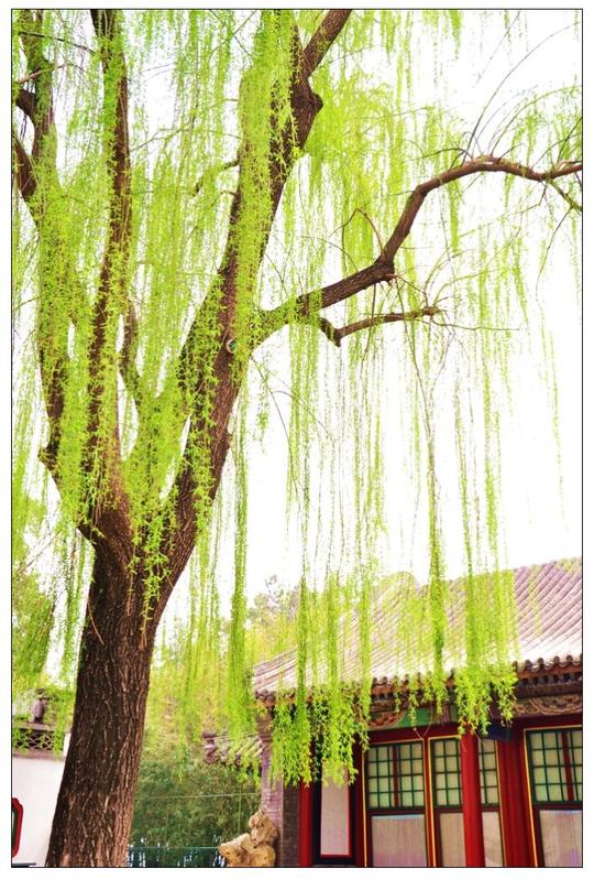 垂柳柳树树690_1023竖版竖屏