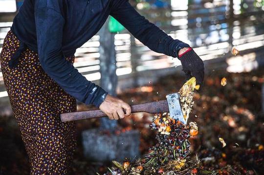 图为工厂里的女人们负责用斧子将棕榈果剥离出来.