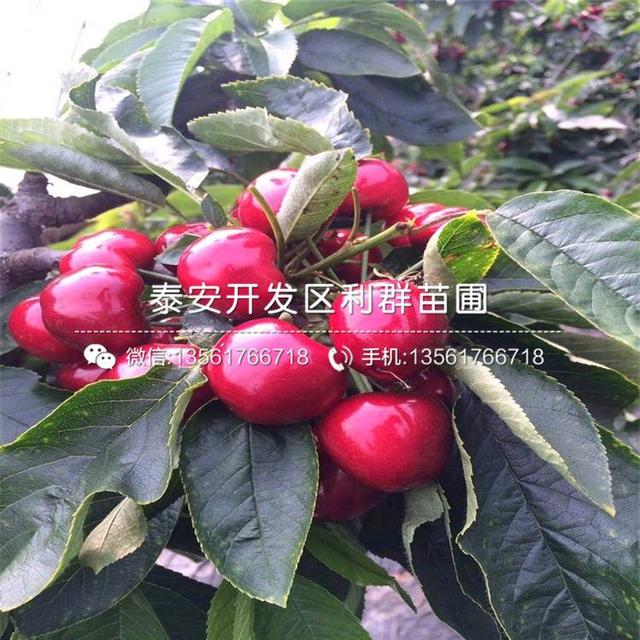 江西一批阳性进口樱桃已售空