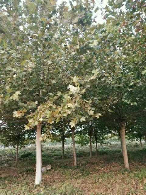 孝感截干发帽国槐苗圃价格国槐规格全