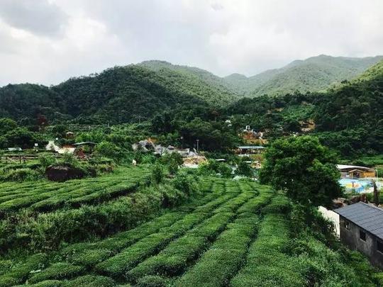 开发中的乡村旅游点:玉湖山生态茶园