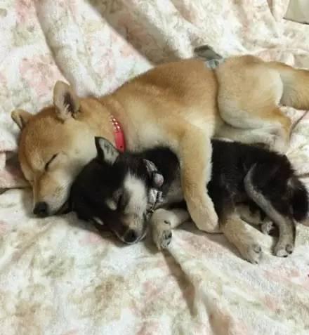 单身狗铲屎官每天面对这2只柴犬,整天都在被虐