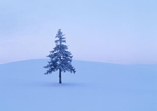 天空下雪地上的一棵树高清图片图片