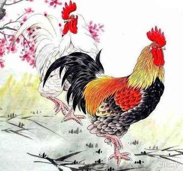 明年生肖鸡事业运势如何(属鸡明年运势2021年运势)