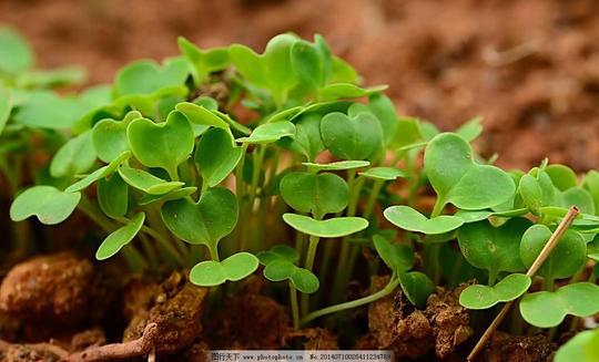 萝卜苗萝卜苗图片免费下载发芽花草绿色绿叶摄影生物世界