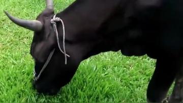 老牛吃嫩草的表情包搞笑gif