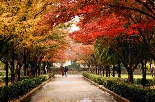 河南科技大学西苑校区枫叶路(2).jpg