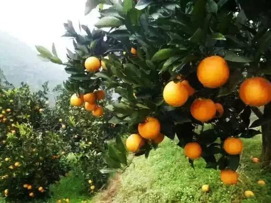 麻阳被称为"中国冰糖橙之乡",据说是全国最大的冰糖橙生产基地.