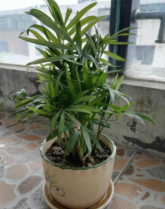 适合在室内养殖的植物盆栽，既能观赏又能净化空气杀菌