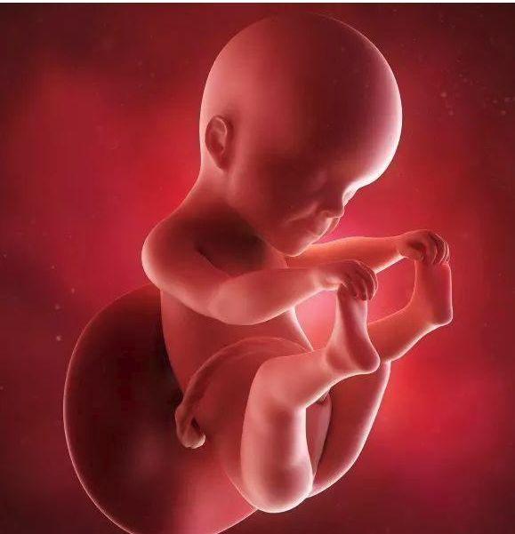 怀孕三个月后胎儿会有什么变化