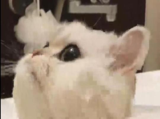 一只倔强的猫咪被强拽去洗澡,一副嫌弃脸把主人看懵了