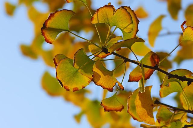 秋天再见,冬天你好的说说