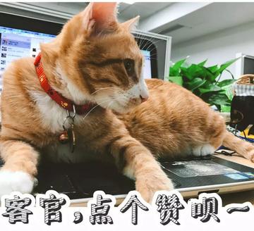  神经病猫搞笑QQ幽默表情包