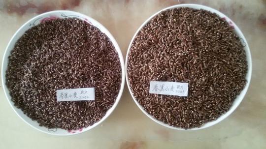 特色农业黑色食品种子黑小麦农大2202