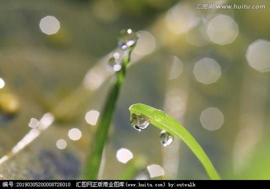 >自然植物特写露滴新鲜花园早晨绿色春天露珠清晨美丽阳光户外花卉