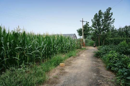 43岁大哥农村租地种"摇钱树",随便一挖就赚钱,收入20万