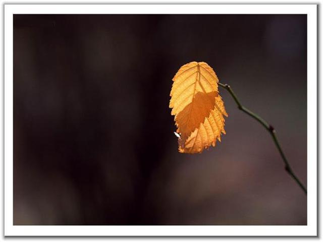 秋天发的说说带伤感的图片