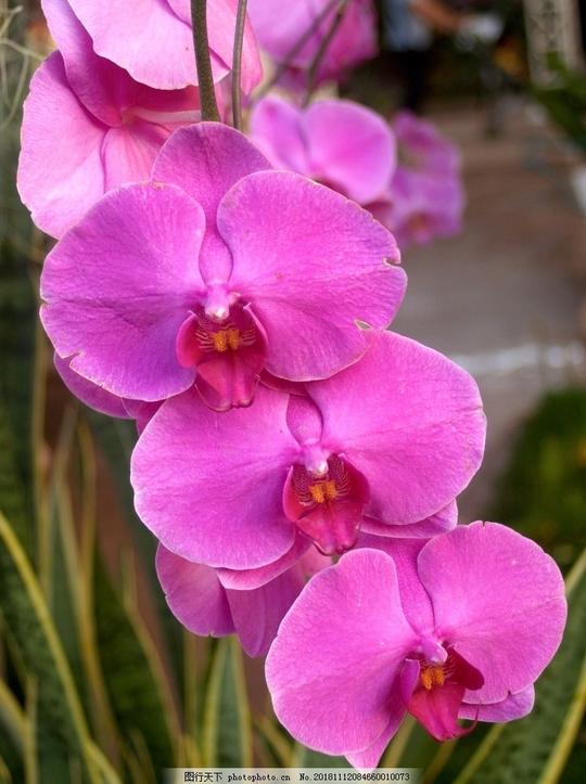 兰花玉兰花鲜花花语花艺摄影生物世界花草