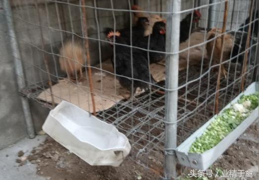 5种养鸡场鸡舍建设详细攻略图_人人富创业教育_新浪博客