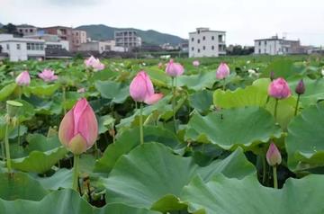 杭州安溪荷花的相关长尾关键词有哪些