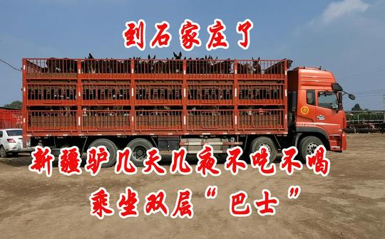 双层大车拉着新疆驴两天两夜来到石家庄都饿坏了，这场面