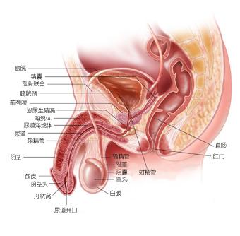 男性死精症有哪些危害