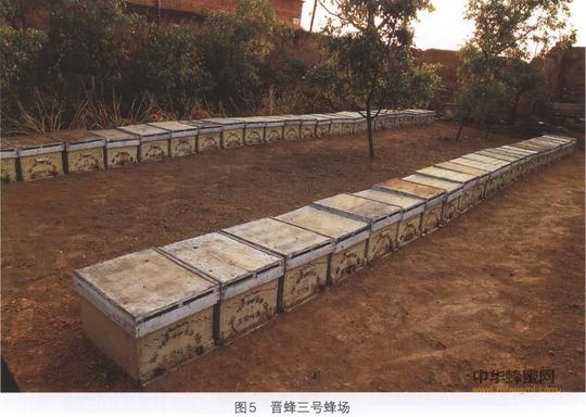 蜜蜂品种蜜蜂养殖晋蜂3号晋蜂3号特征晋蜂3号简况晋蜂3号饲养晋
