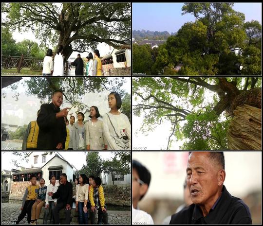 明月湾古村香樟树老人孩子们讲述古树历史故事高清实拍视频素材